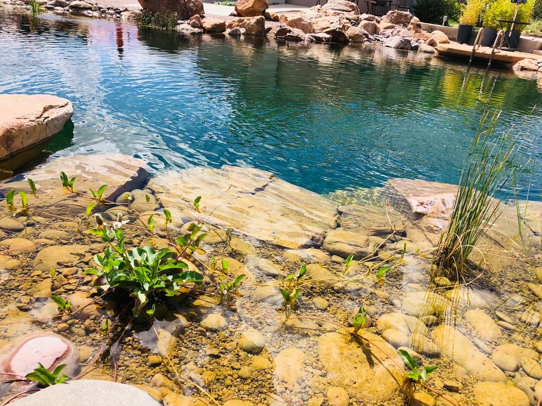 Piscine et bassin naturel d'un projet de Piscines naturelles près de Tucson de Total Habitat