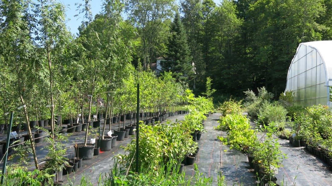 Jardin potager d'un projet de Restauration des milieux naturels près de Joliette (Lanaudière) de Paysage gourmand