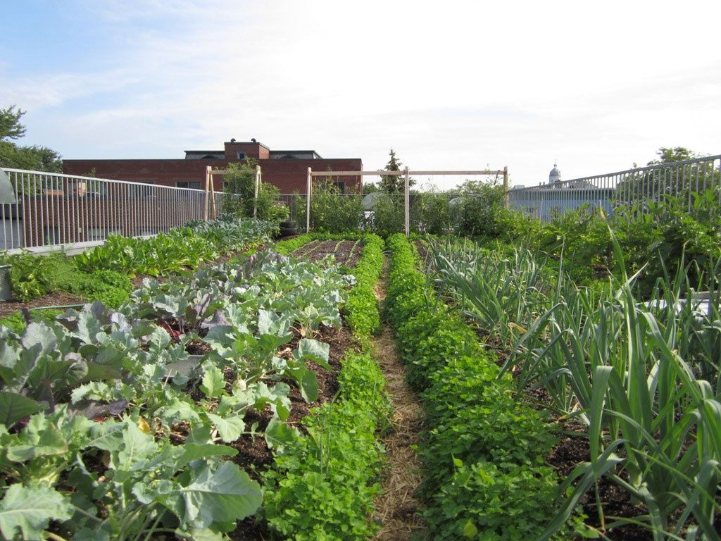 Jardin potager d'un projet de Agriculture urbaine près de Montréal/Laval/Longueuil (Grand Montréal) de La Ligne Verte : Toit vert inc.