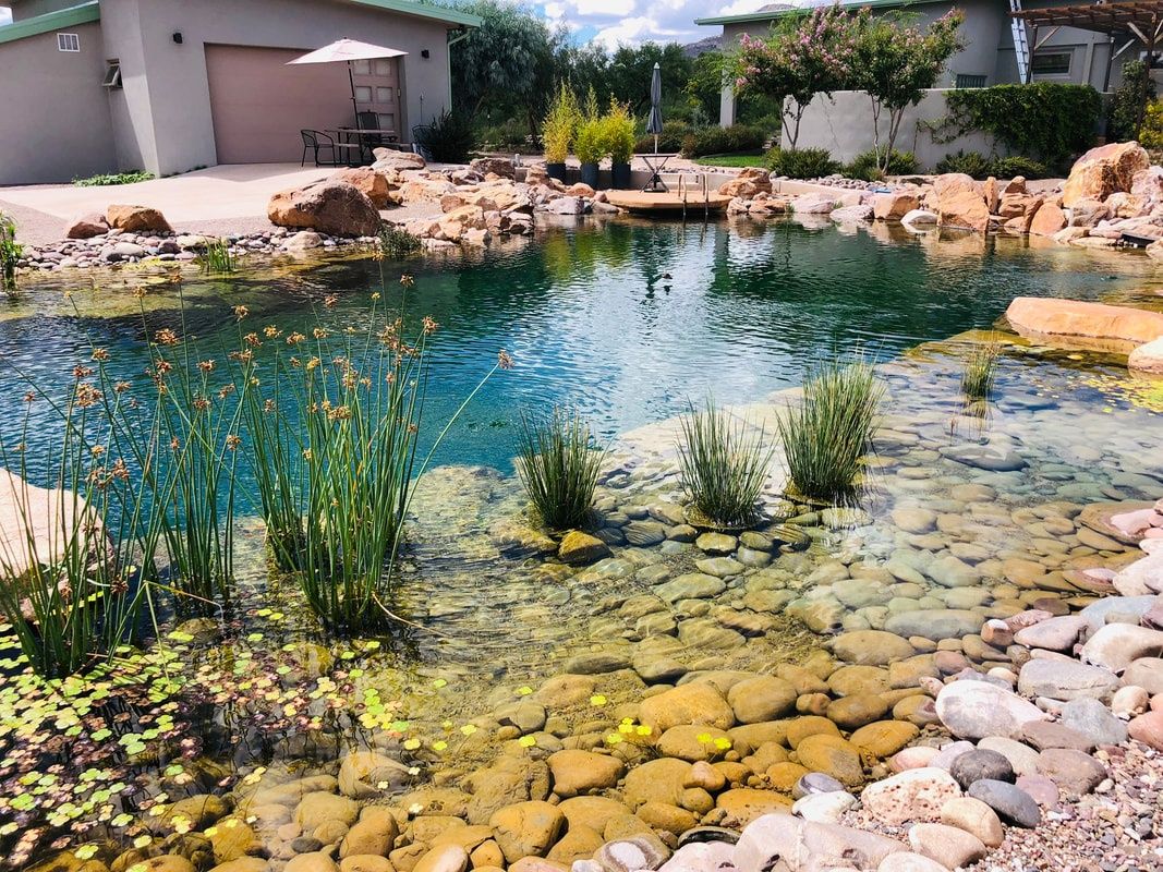 Piscine et bassin naturel d'un projet de Piscines naturelles près de Tucson de Total Habitat