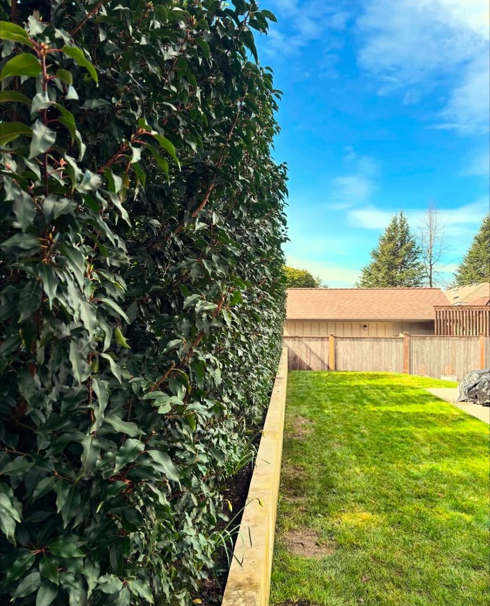 Cour arrière d'un projet de Pelouse écologique près de Vancouver (Région du Grand Vancouver) de Aurora Landscaping