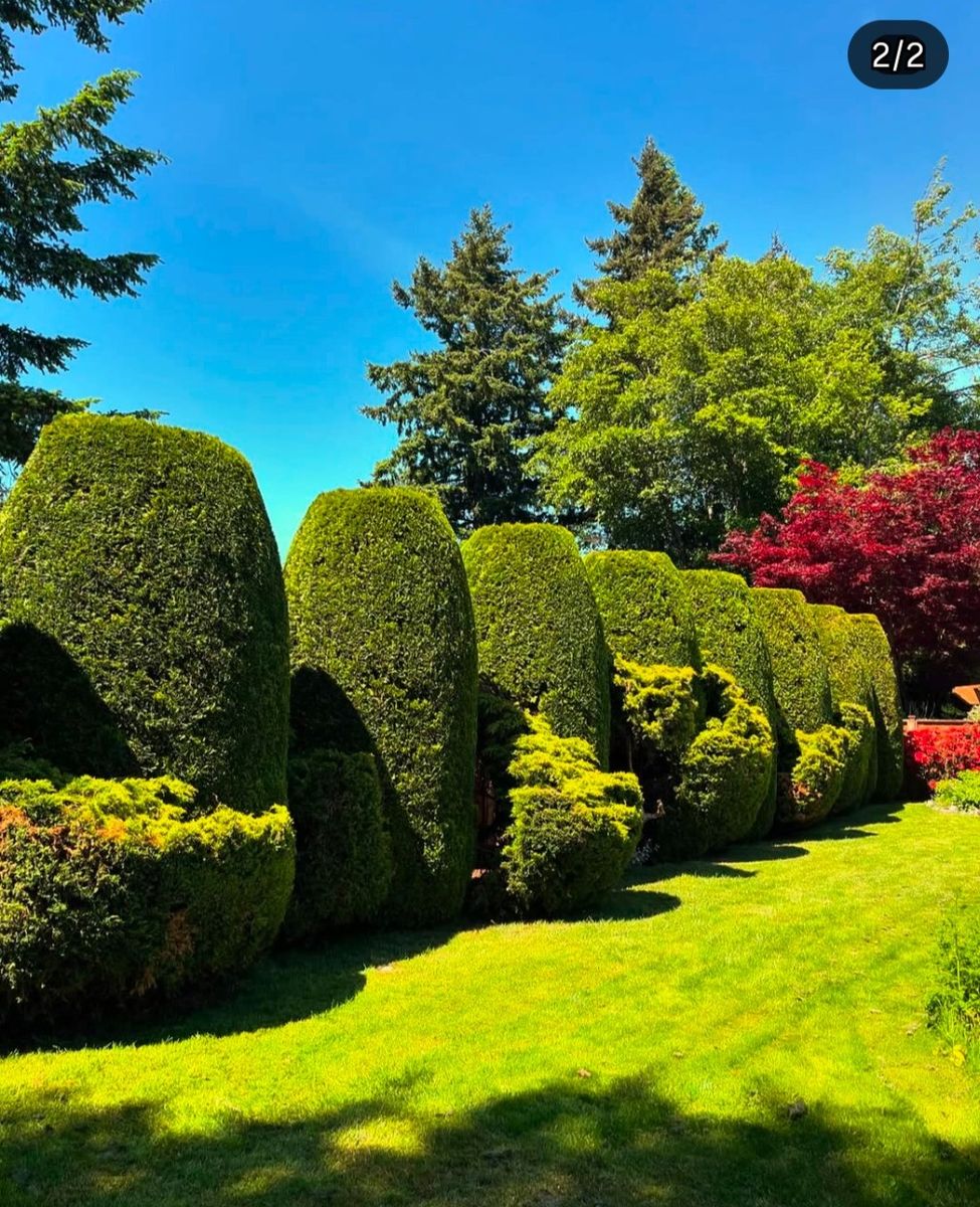 Backyard from a Hedges project near Vancouver (Greater Vancouver) by Aurora Landscaping