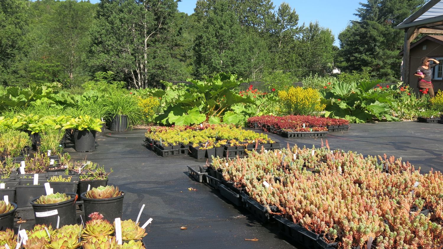 Jardin potager d'un projet de Restauration des milieux naturels près de Joliette (Lanaudière) de Paysage gourmand