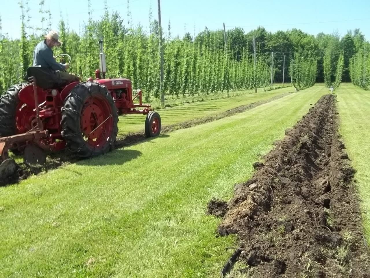 Garden from a Landscaping project near Montreal (Greater Montreal) by Houblons Franklin