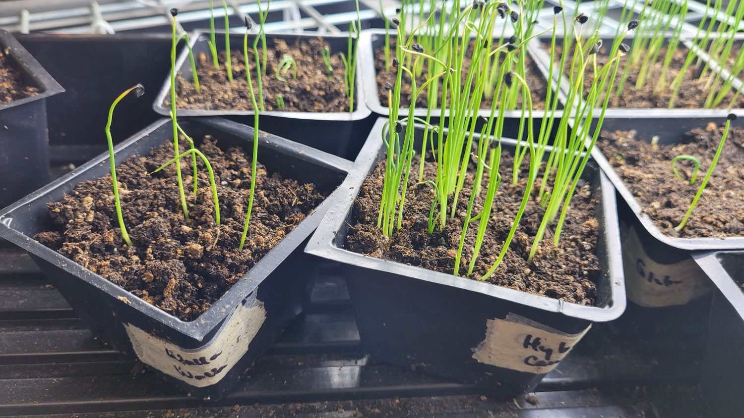 Land & Services from a Seedling project near Quebec City - Levis by AgroME-Consultant