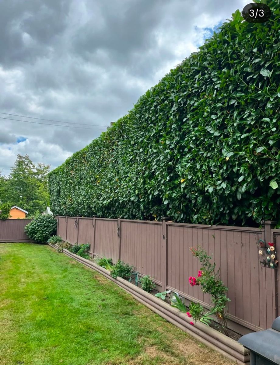Backyard from a Hedges project near Vancouver (Greater Vancouver) by Aurora Landscaping