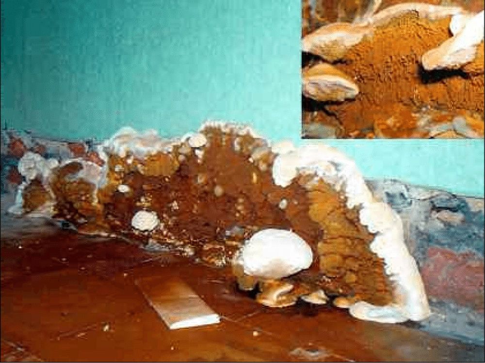 Avant rénovation d'un projet de Inspections de bâtiment près de Montréal/Laval/Longueuil (Grand Montréal) de ACE Laboratoires