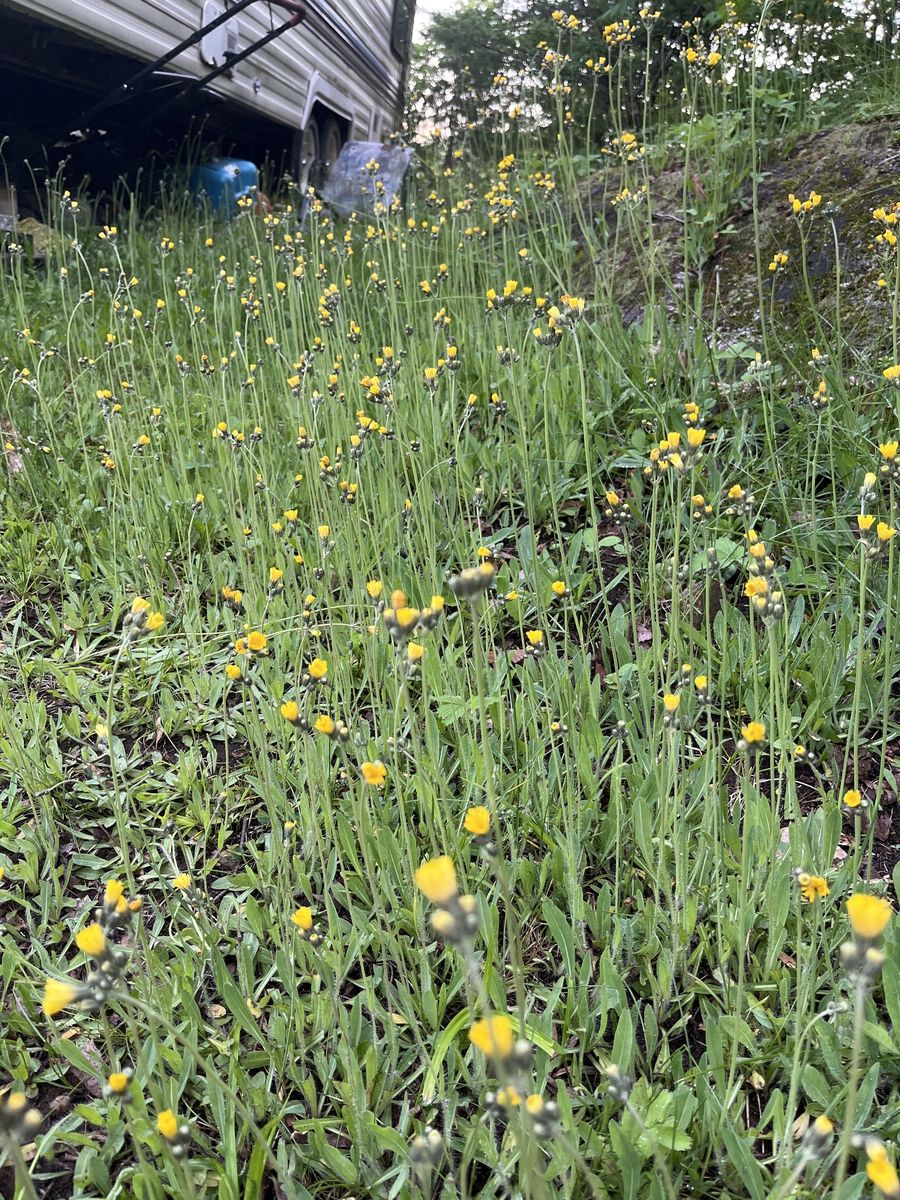 Flower bed from a Single family homes project near Gatineau (Outaouais) by Dsconstruction