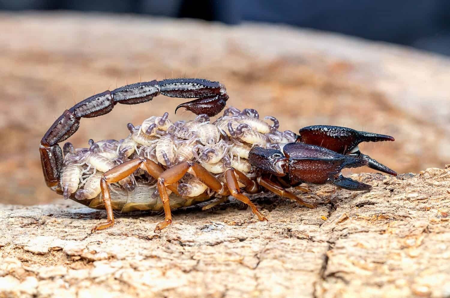  from a Single family homes project near Tulsa by Thrive Pest Control