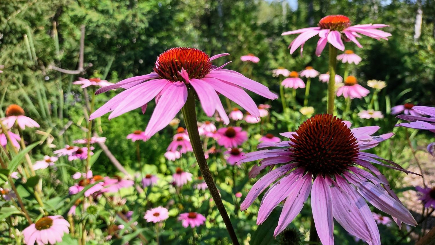 Huerto de un proyecto de tipo Flores, plantas y arbustos para exterior cerca de Granby - Bromont - Cowansville por Melissa Langlois - Design paysager