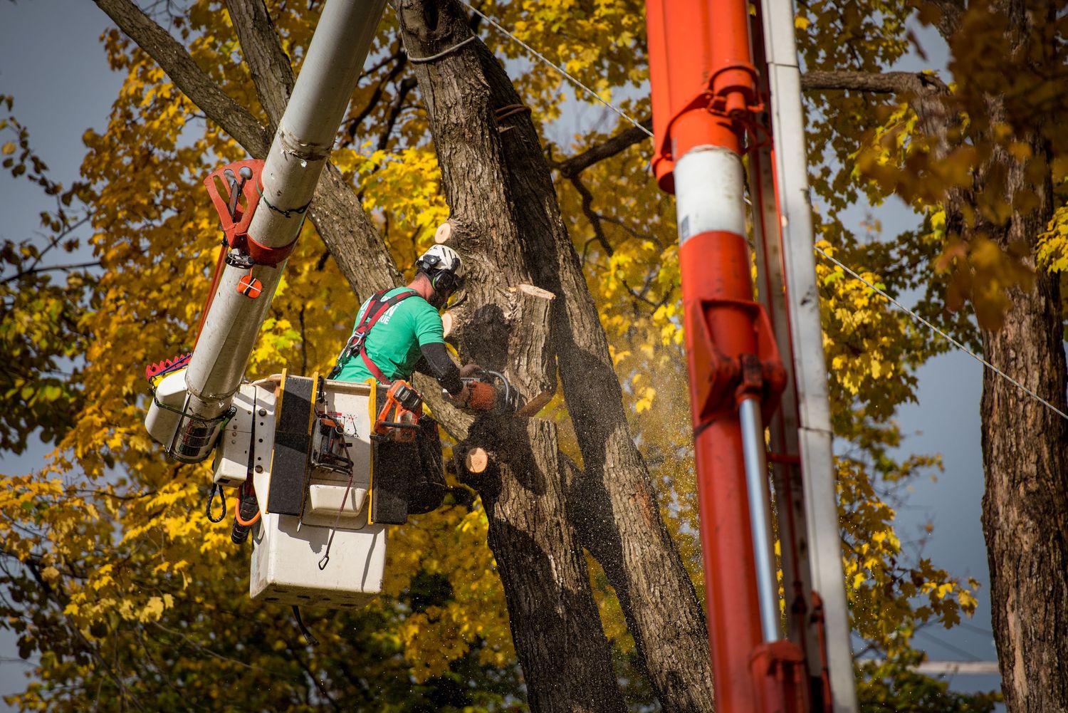 Trabajos de paisajismo de un proyecto de tipo Árboles cerca de Montreal (Gran Montreal) por Arboplus inc.