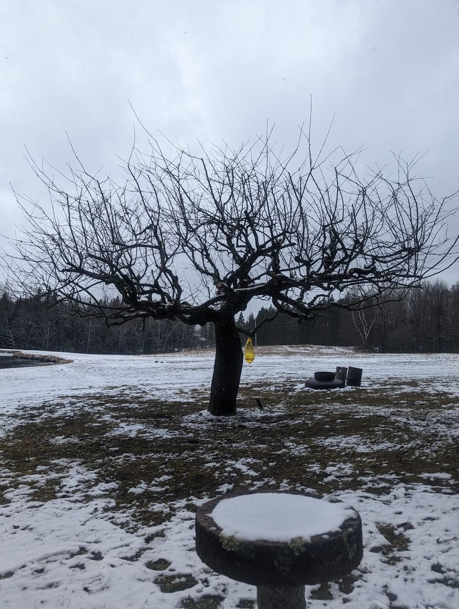 Garden from a Trees project near Granby - Bromont - Cowansville by Pépinière du bocage