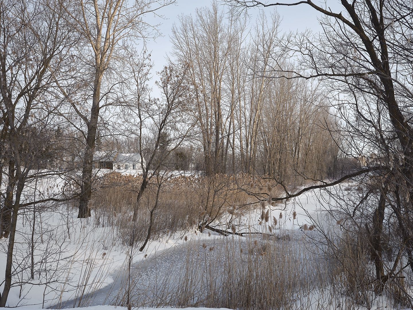 Cour arrière d'un projet de Maisons unifamiliales près de Montréal/Laval/Longueuil (Grand Montréal) de Écorce architecture écologique