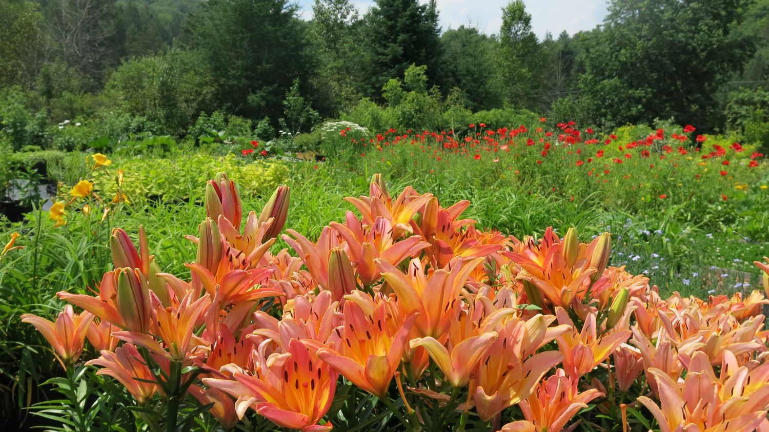 Flower bed from a Landscaping project near Montreal (Greater Montreal) by Paysage gourmand