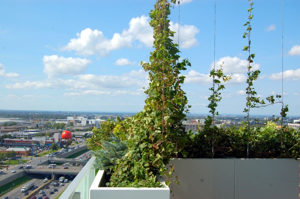 Toit terrasse d'un projet de Murs végétaux près de Montréal/Laval/Longueuil (Grand Montréal) de La Ligne Verte : Toit vert inc.