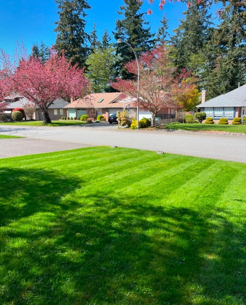 Cour avant d'un projet de Pelouse écologique près de Vancouver (Région du Grand Vancouver) de Aurora Landscaping