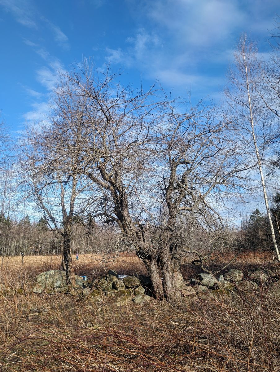 Garden from a Trees project near Granby - Bromont - Cowansville by Pépinière du bocage