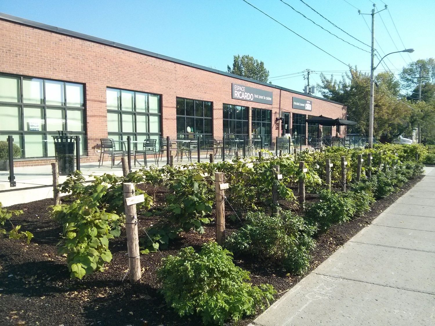 Jardin potager d'un projet de Agriculture urbaine près de Montréal/Laval/Longueuil (Grand Montréal) de La Ligne Verte : Toit vert inc.