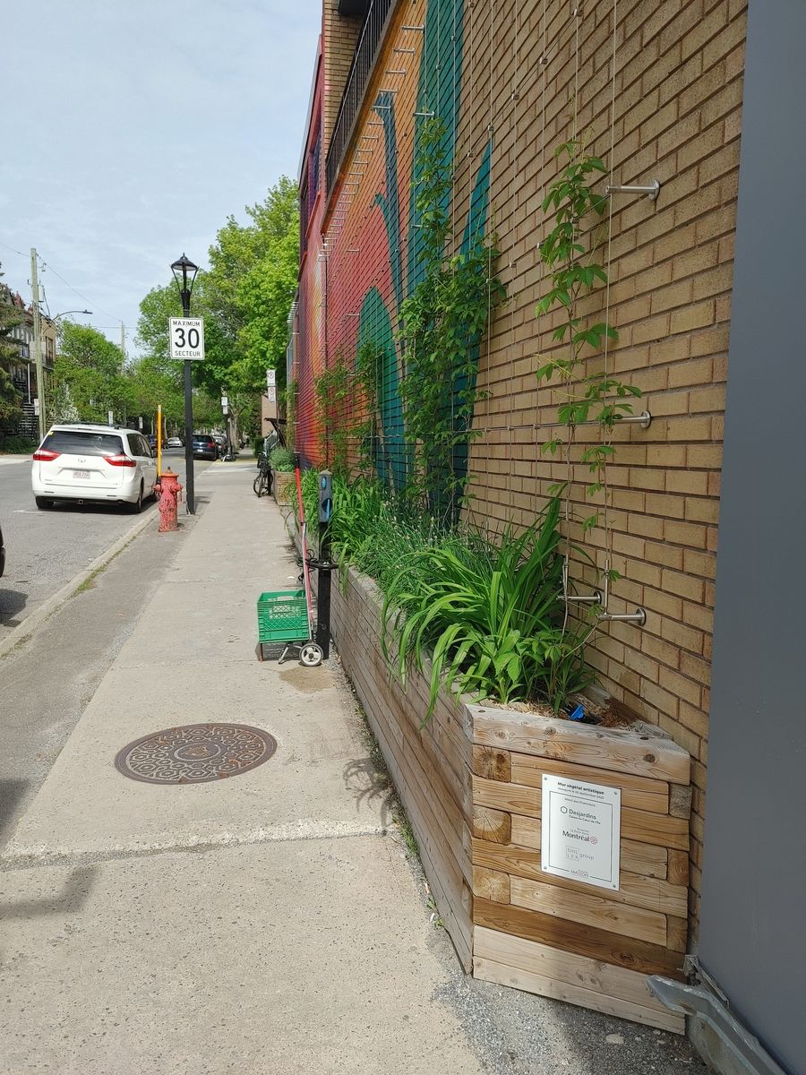 Plate-bande d'un projet de Murs végétaux près de Montréal/Laval/Longueuil (Grand Montréal) de La Ligne Verte : Toit vert inc.