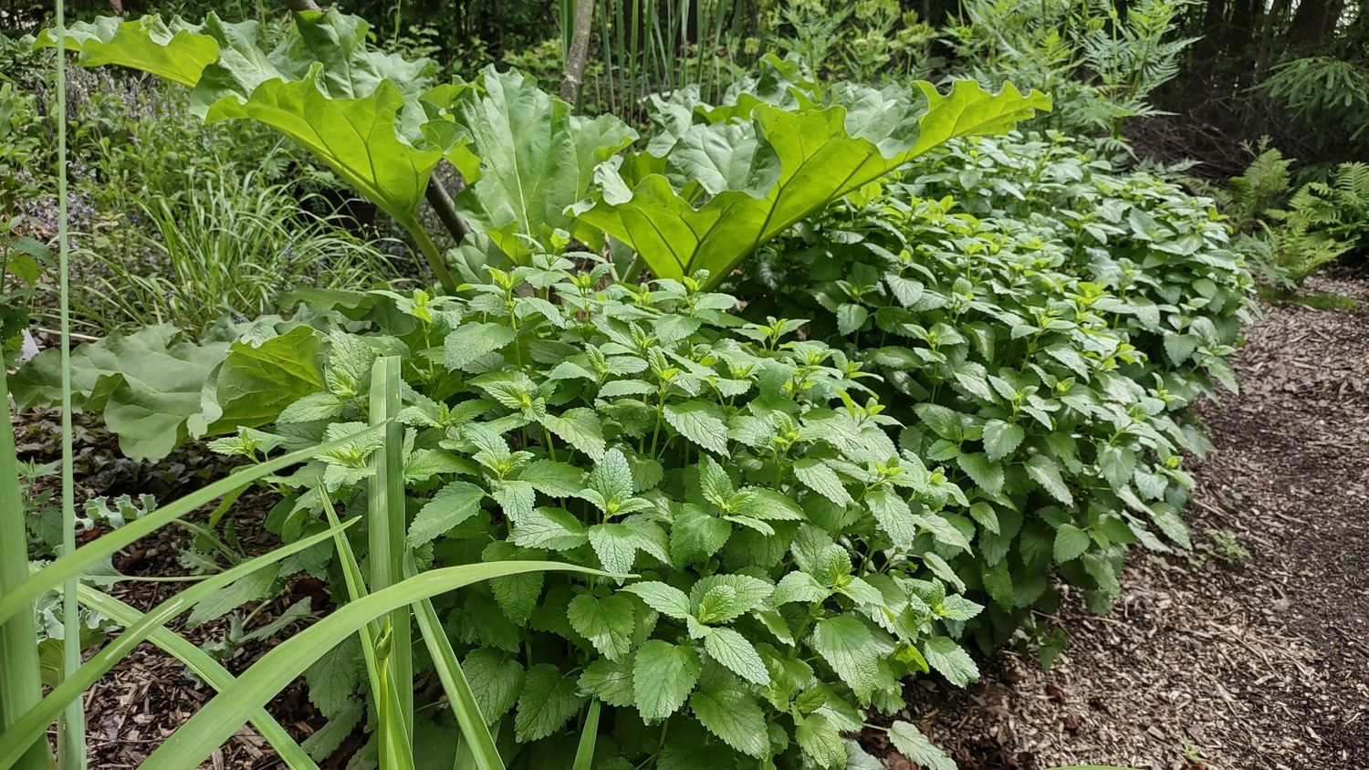 Garden from a Exterior Plants & Horticulture project near Granby - Bromont - Cowansville by Melissa Langlois - Design paysager