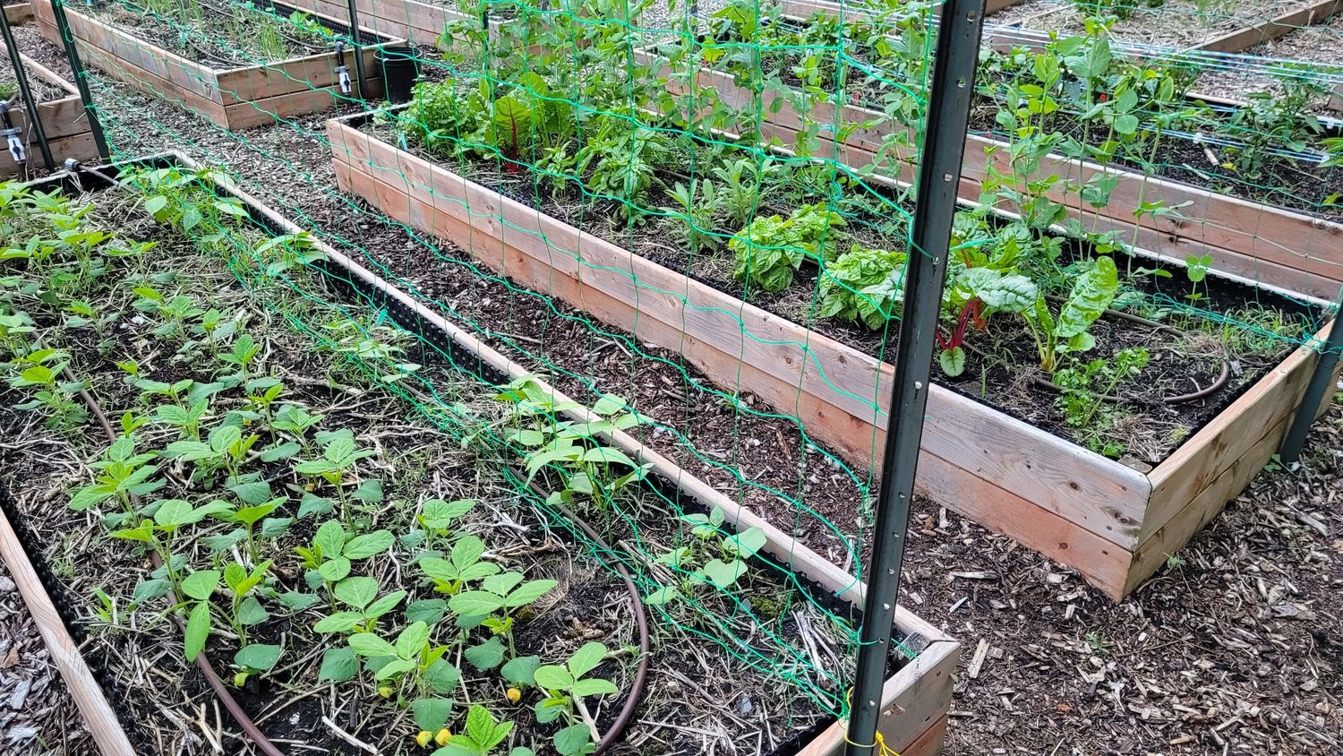 Garden from a Vegetable Garden project near Quebec City - Levis by AgroME-Consultant