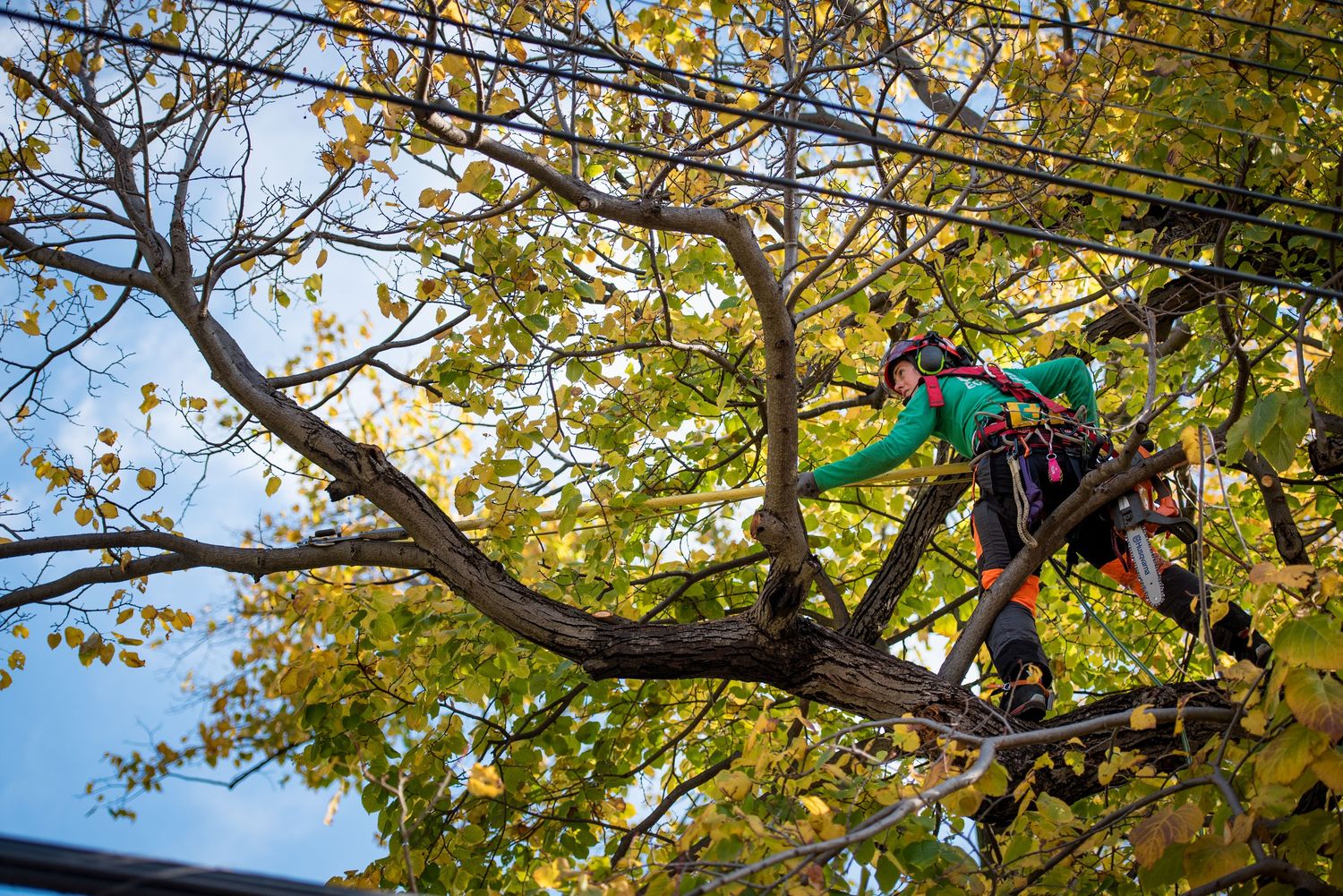 Landscape Construction from a Trees project near Montreal (Greater Montreal) by Arboplus inc.