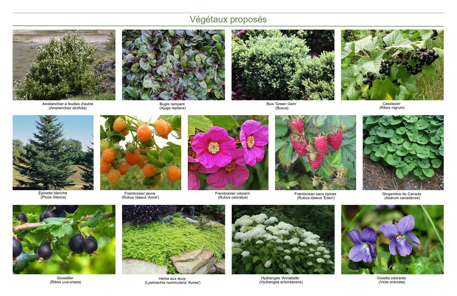 Landscaping Plan from a Landscaping project near Granby - Bromont - Cowansville by Melissa Langlois - Design paysager