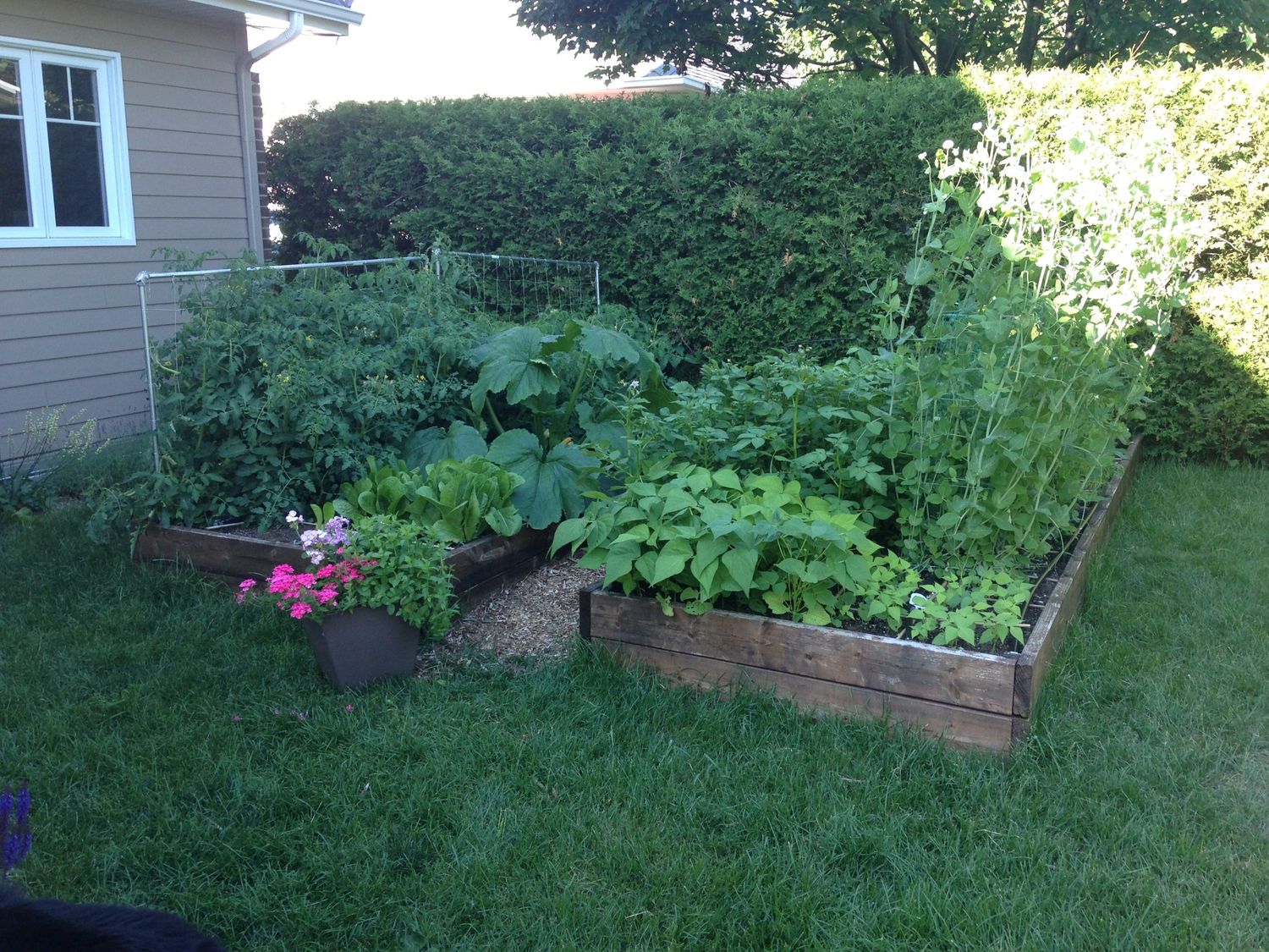 Jardin potager d'un projet de Agriculture urbaine près de Québec/Lévis (Ville de Québec) de AgroME-Consultant