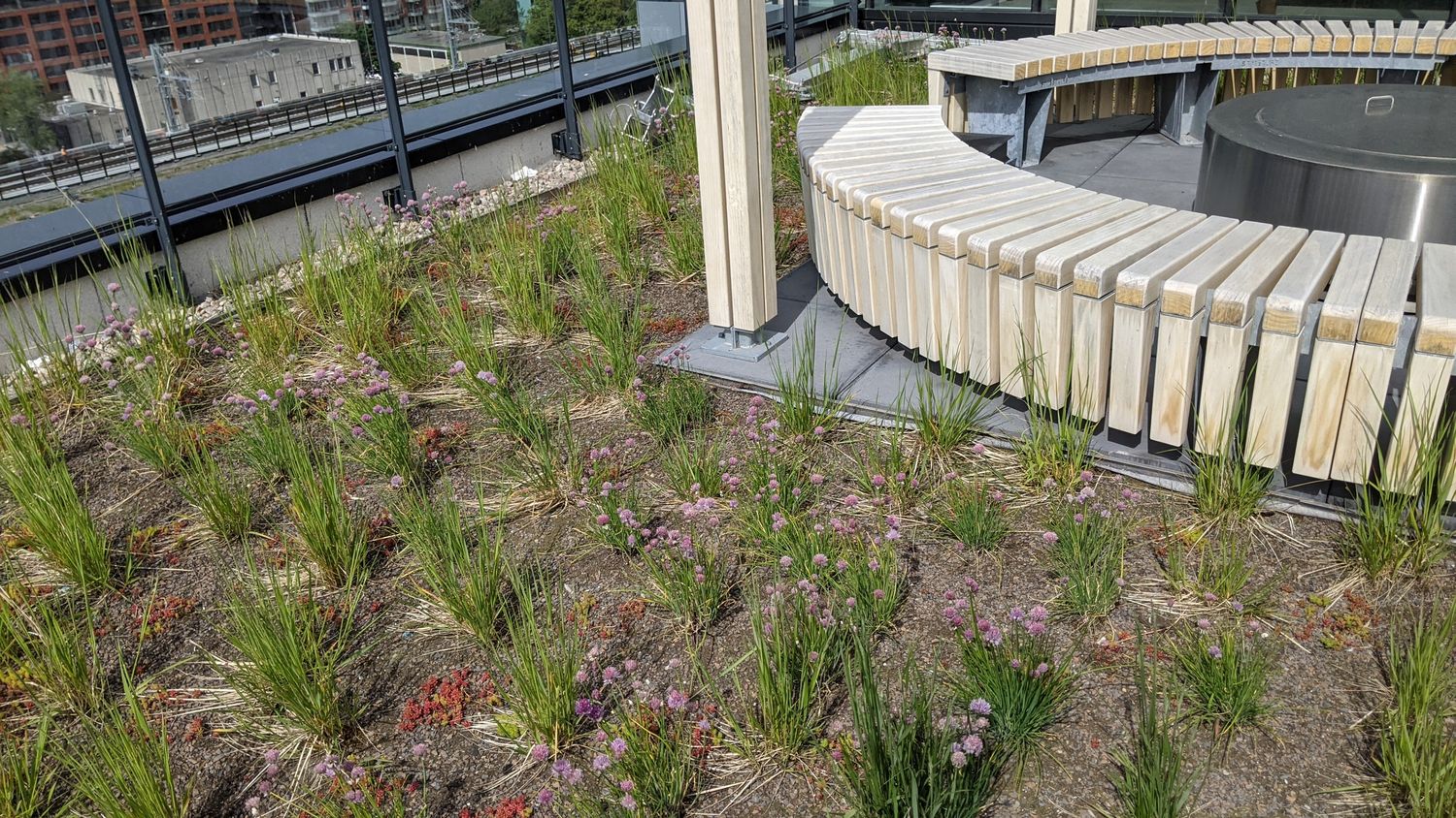 Toit terrasse d'un projet de Toitures végétalisées près de Montréal/Laval/Longueuil (Grand Montréal) de La Ligne Verte : Toit vert inc.
