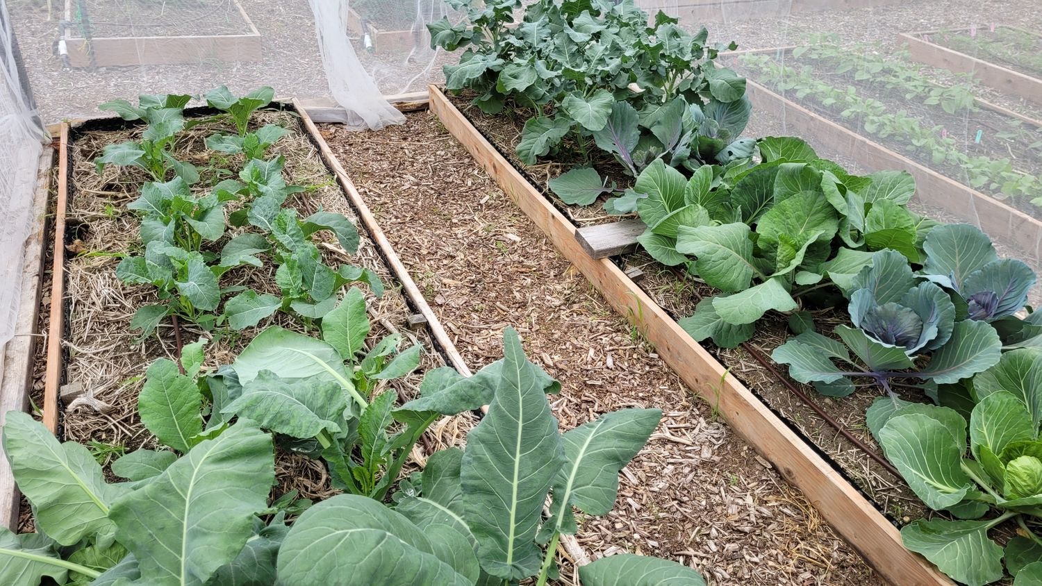 Garden from a Vegetable Garden project near Quebec City - Levis by AgroME-Consultant