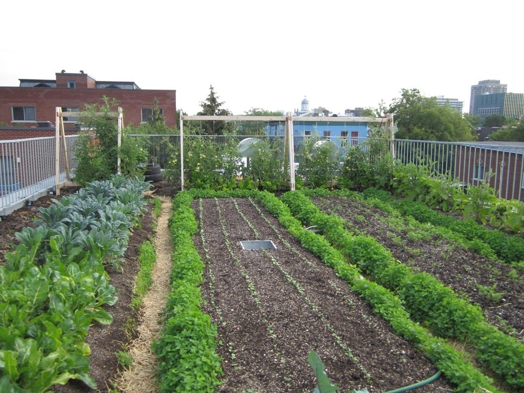 Jardin potager d'un projet de Agriculture urbaine près de Montréal/Laval/Longueuil (Grand Montréal) de La Ligne Verte : Toit vert inc.