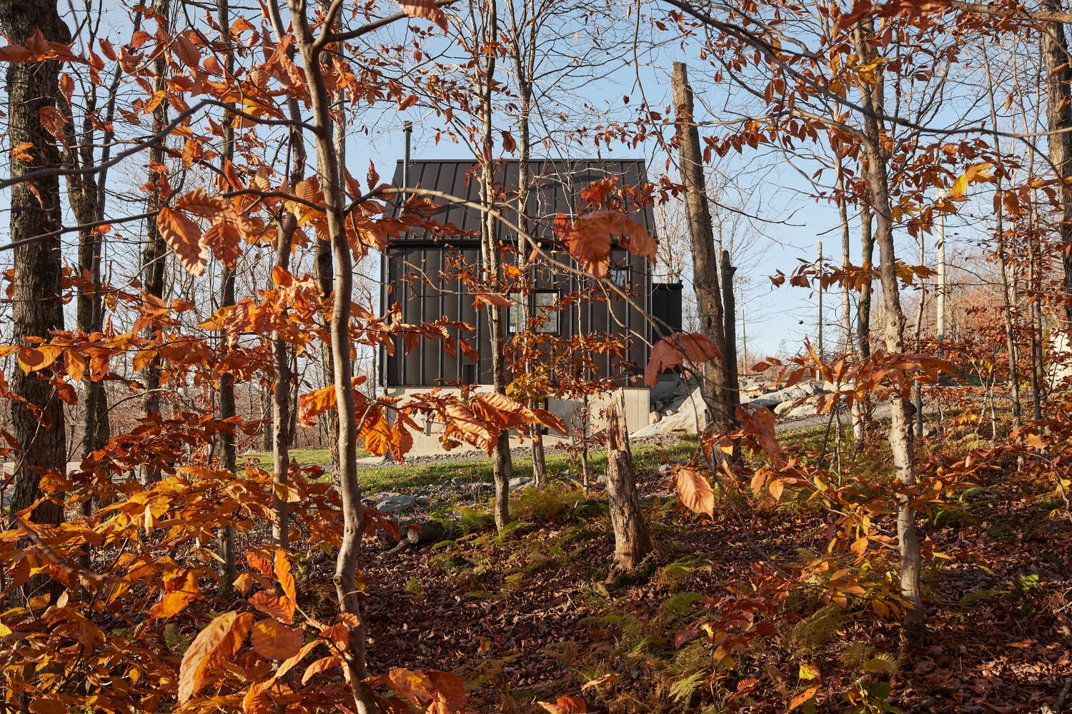 Cour arrière d'un projet de Maisons unifamiliales près de Granby/Bromont/Cowansville (Estrie) de Écorce architecture écologique