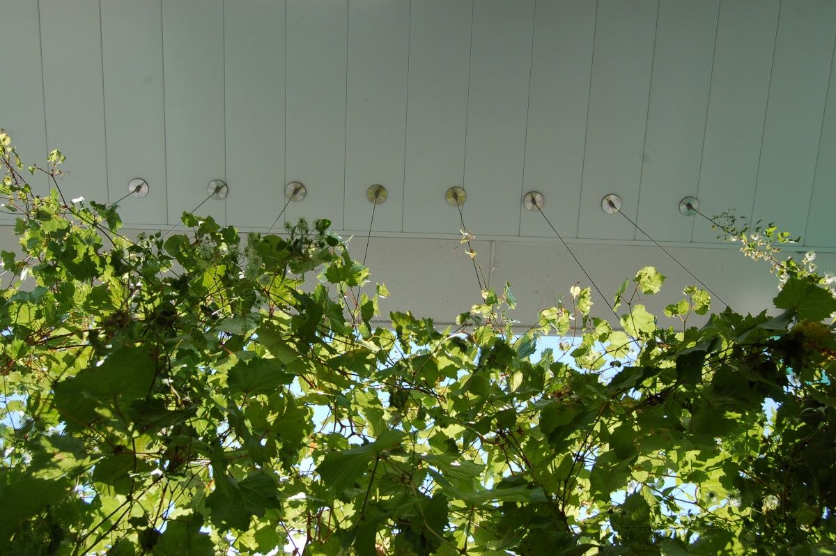 Jardin potager d'un projet de Murs végétaux près de Montréal/Laval/Longueuil (Grand Montréal) de La Ligne Verte : Toit vert inc.