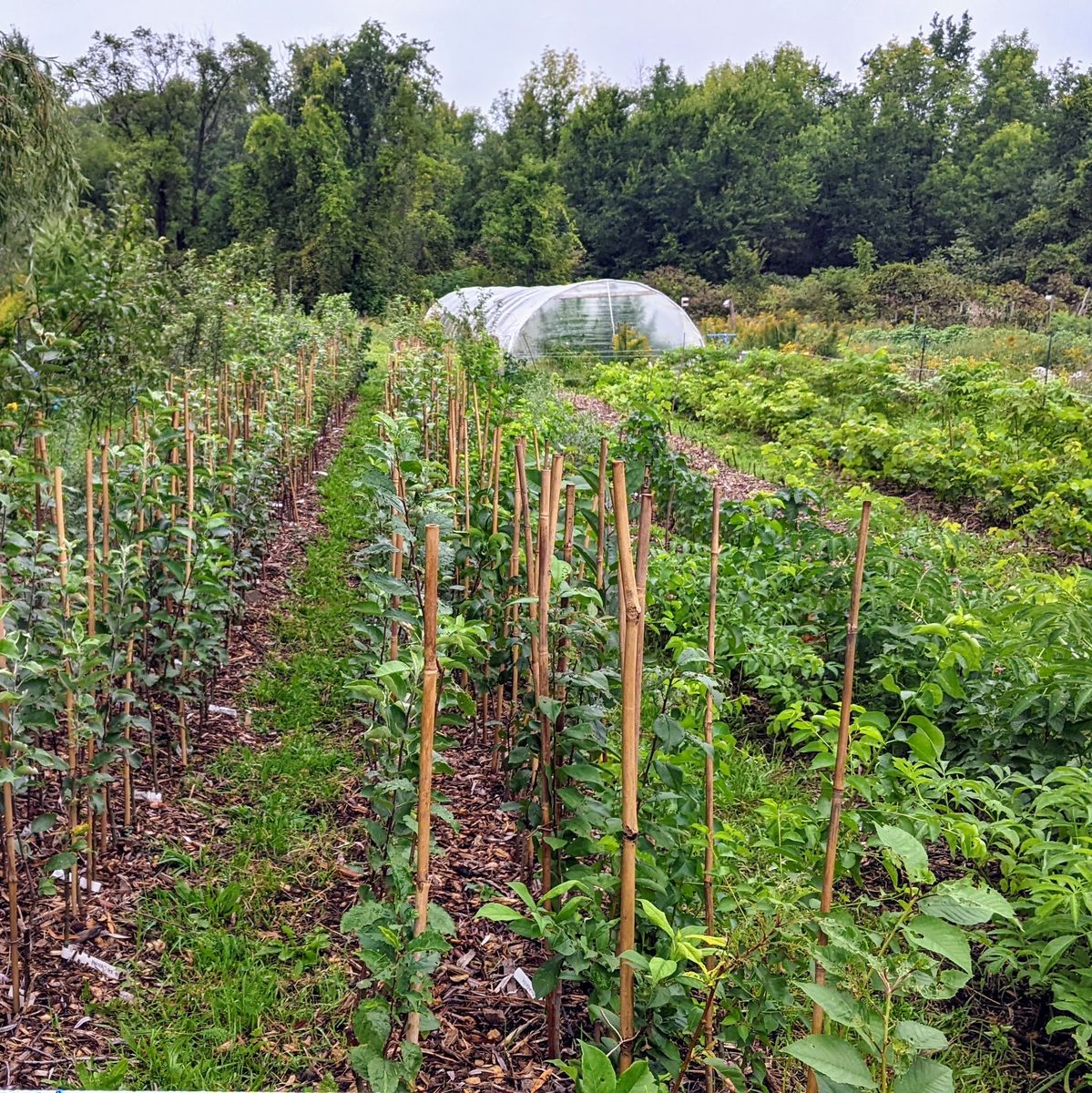 Garden from a Exterior Plants & Horticulture project near Granby - Bromont - Cowansville by Pépinière du bocage