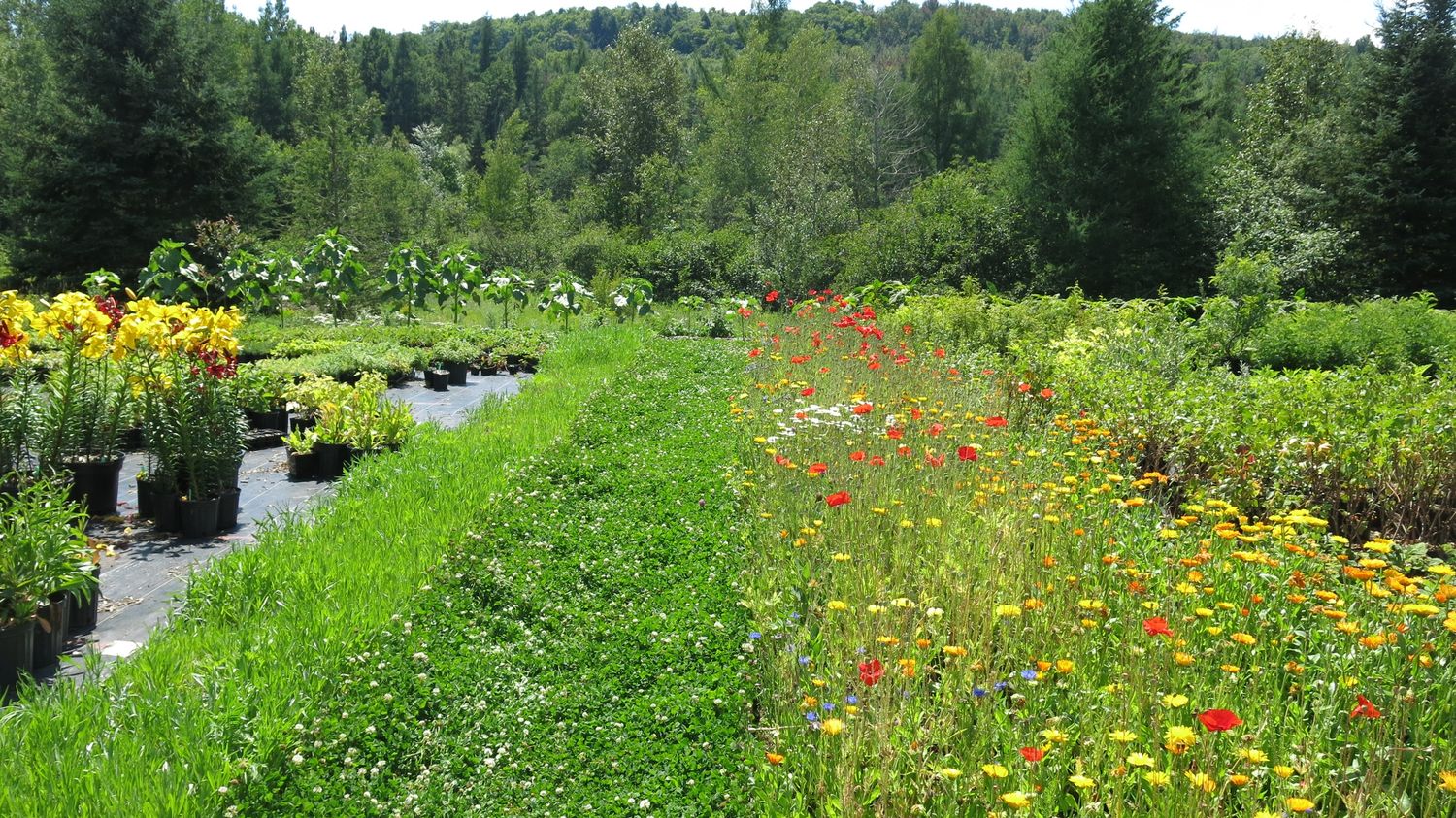 Jardin potager d'un projet de Restauration des milieux naturels près de Joliette (Lanaudière) de Paysage gourmand
