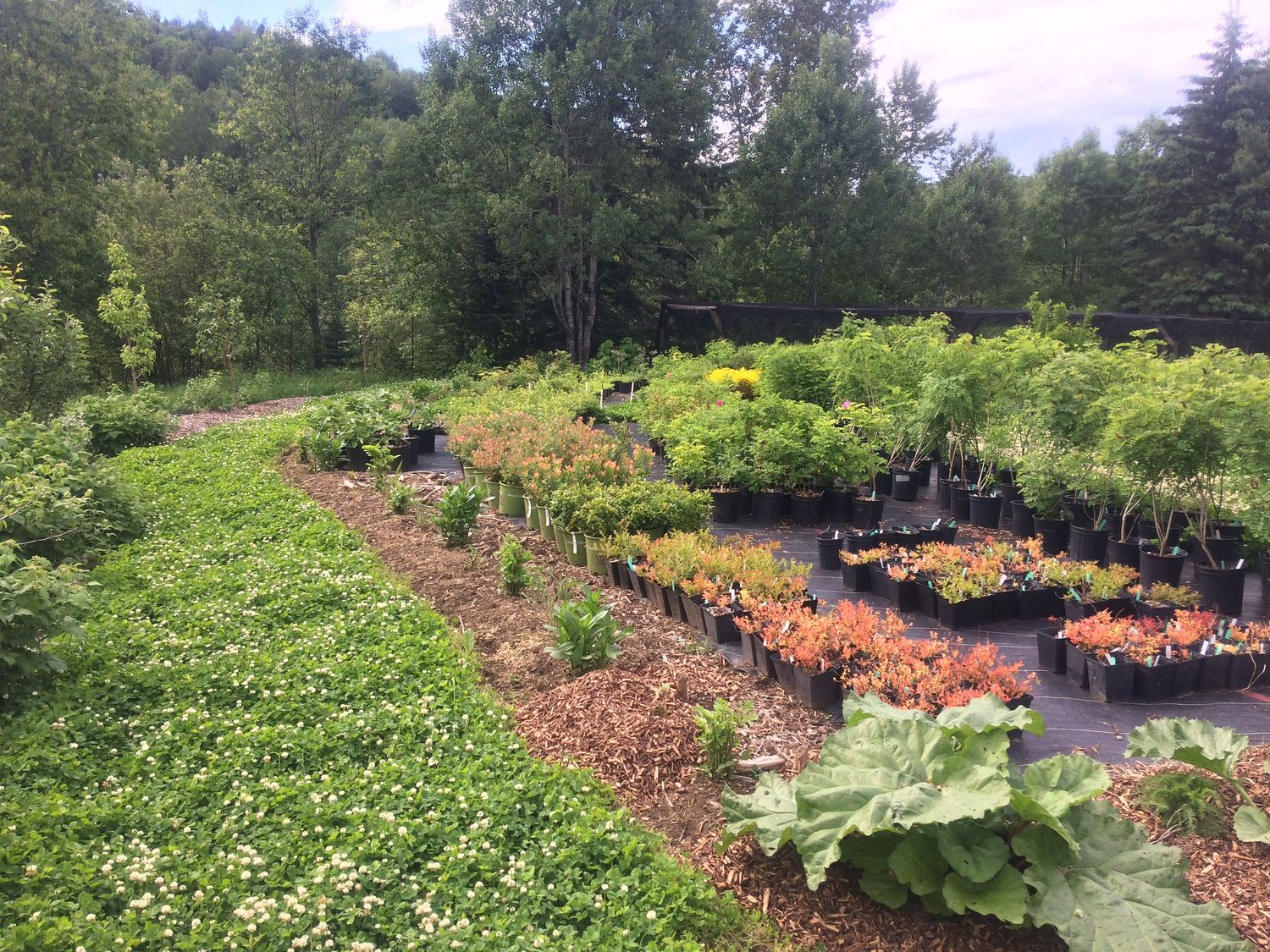 Jardin potager d'un projet de Restauration des milieux naturels près de Joliette (Lanaudière) de Paysage gourmand