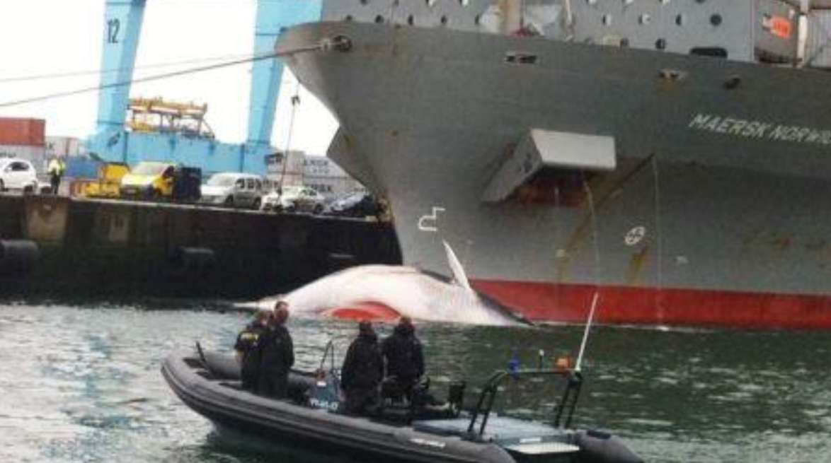 Shipping collisions with whales can be minimized by changing routes