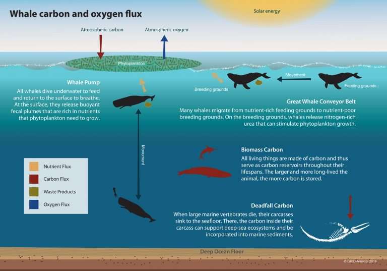 Whale Pump Natural Carbon Reduction Mechanism Helping Climate Change