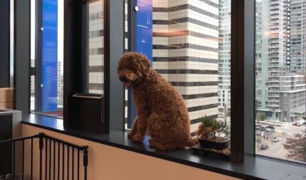 J:\Images\For Optimizing\Life Hack Amazon Video Images\Rufus_on_his_favorite_windowsill_looking_out_over_Seattle_in_Amazon_Head_Office