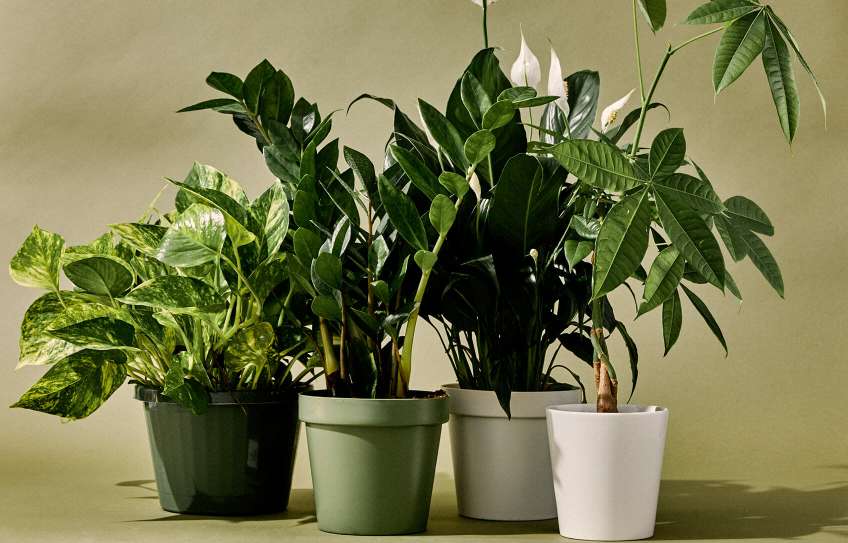 Quelles plantes d'intérieur sont les meilleures pour améliorer la qualité de l'air intérieur ? Aucune !