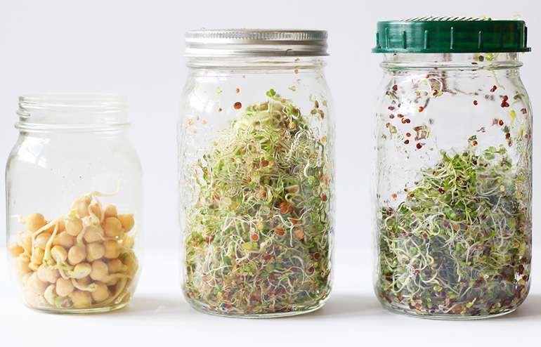 Cultiver des graines germées à la maison