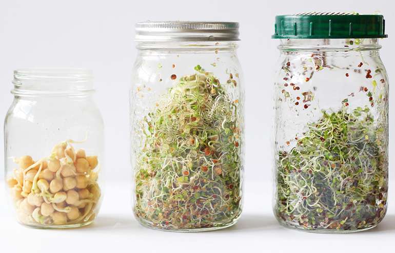 Growing sprouts at home