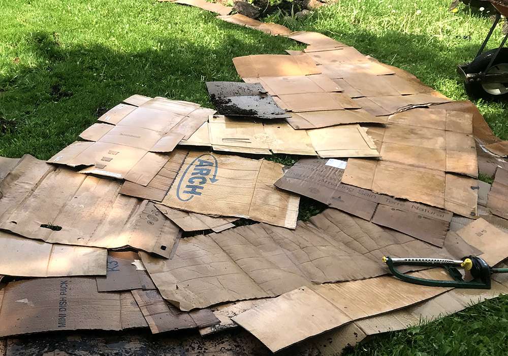 Cardboard base for a Lasagna Garden
