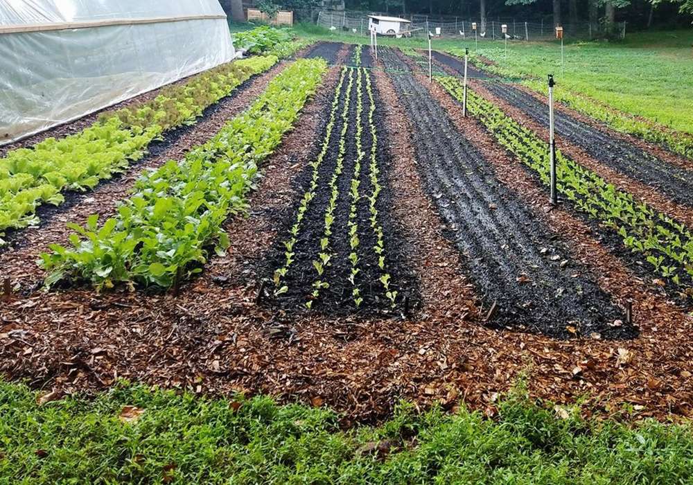 Un jardin en lasagnes est un moyen facile de convertir une pelouse en jardin nourricier