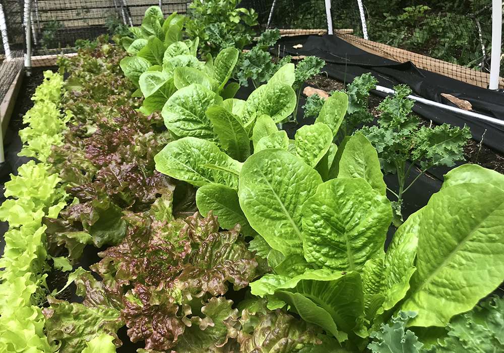 Les avantages et inconvénients d'un jardin en lasagnes