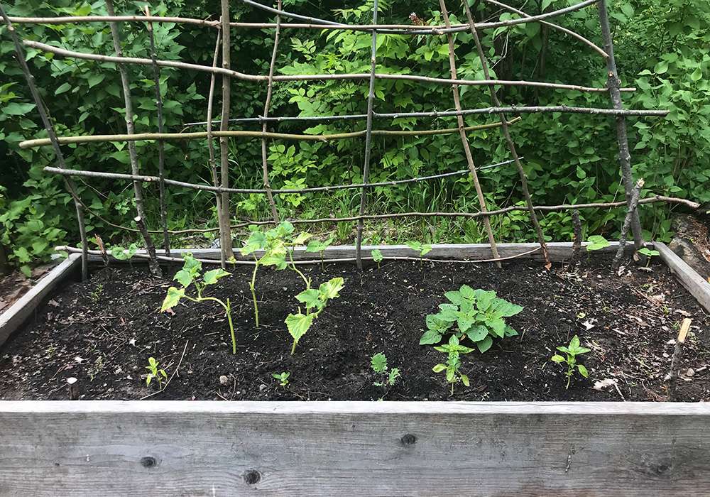 Un jardin en lasagnes avec des bordures surélevées peut aider à prévenir les ravageurs