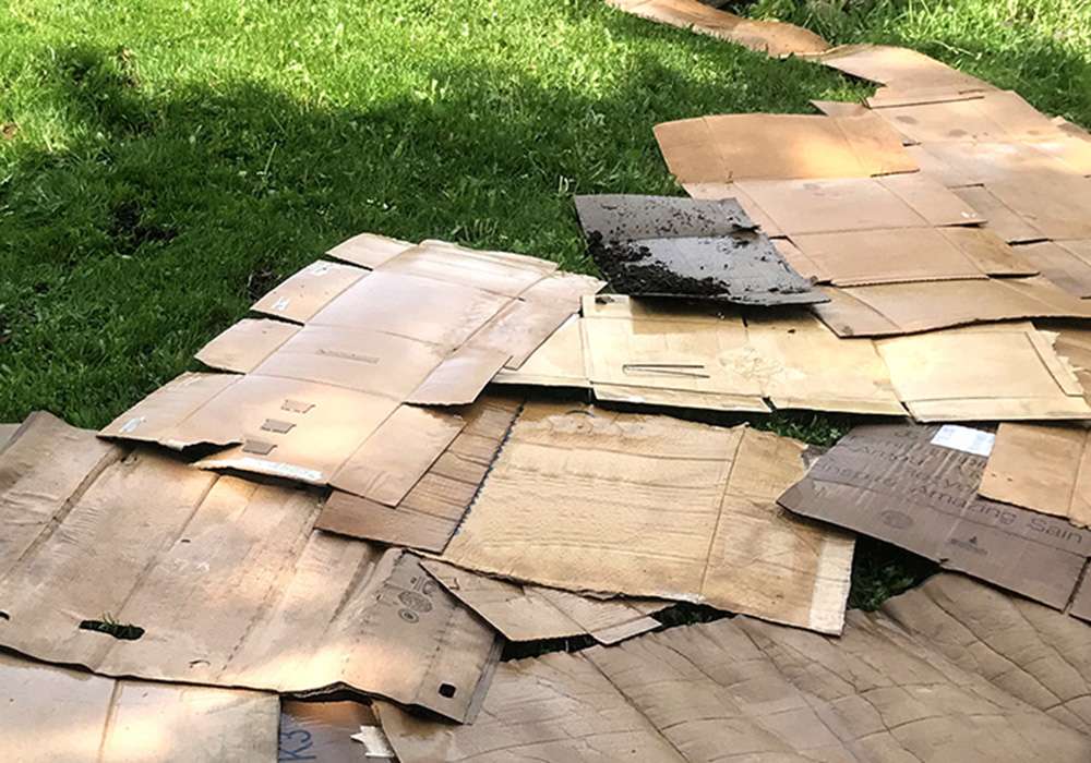 La première couche d'un jardin en lasagnes est du papier journal ou du carton