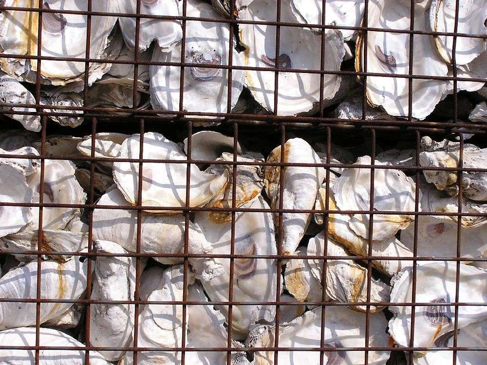 Gabion retaining wall filled with oyster shells