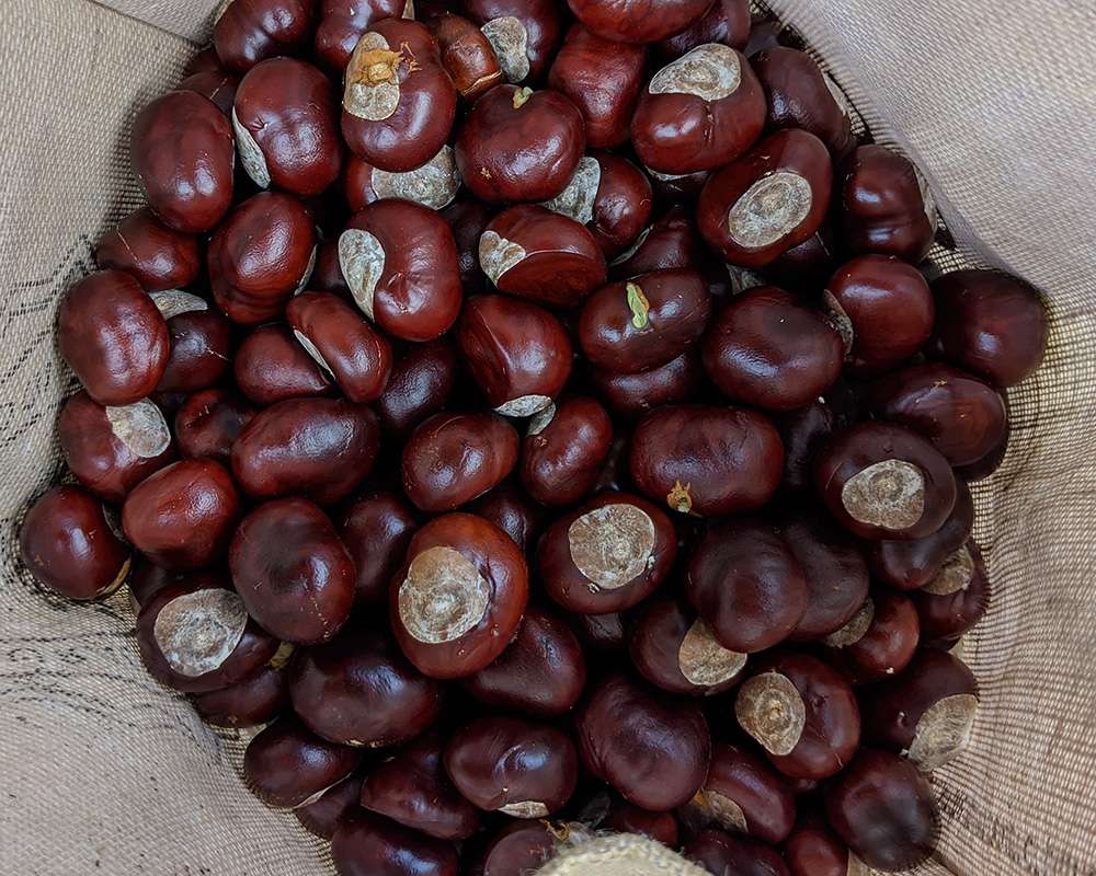 This amount of horse chestnuts or buckeyes will produce around 6 x 64 oz jugs of laundry detergent