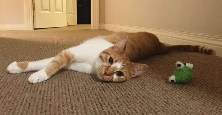 I don't think Alan the Ginger Tom could live full time in a Tiny House - So it's a No from me! 
